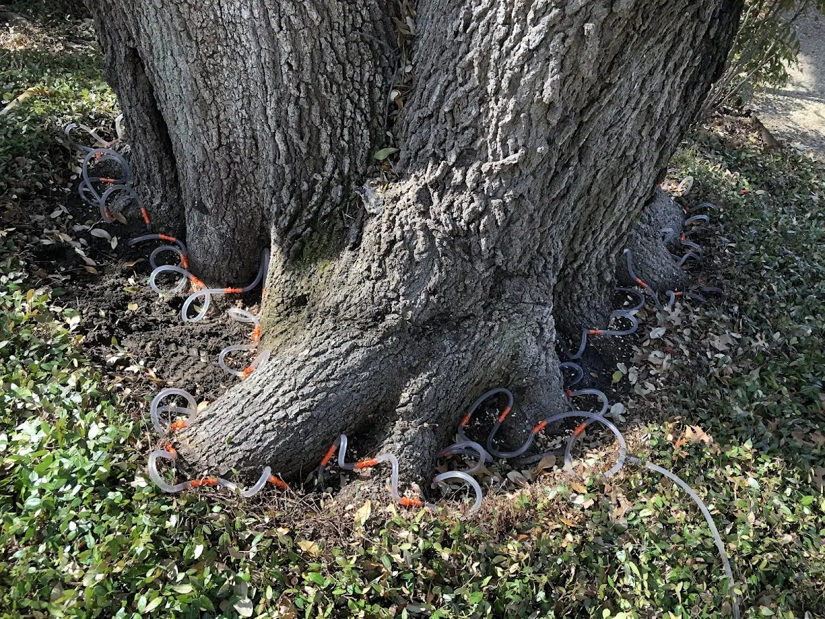 Detailed Tree Cabling and Bracing job site in Chantilly