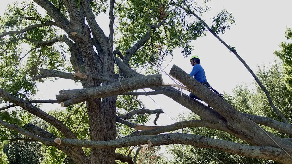 Professional Hazardous Tree Removal performed by certified arborists in Chantilly