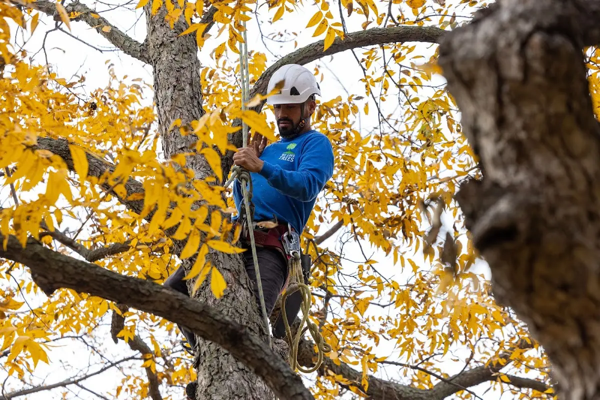 Skilled Storm Damage Cleanup crew working in Chantilly