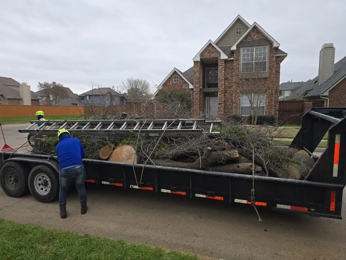 Expert Tree Removal with proper safety equipment in Chantilly